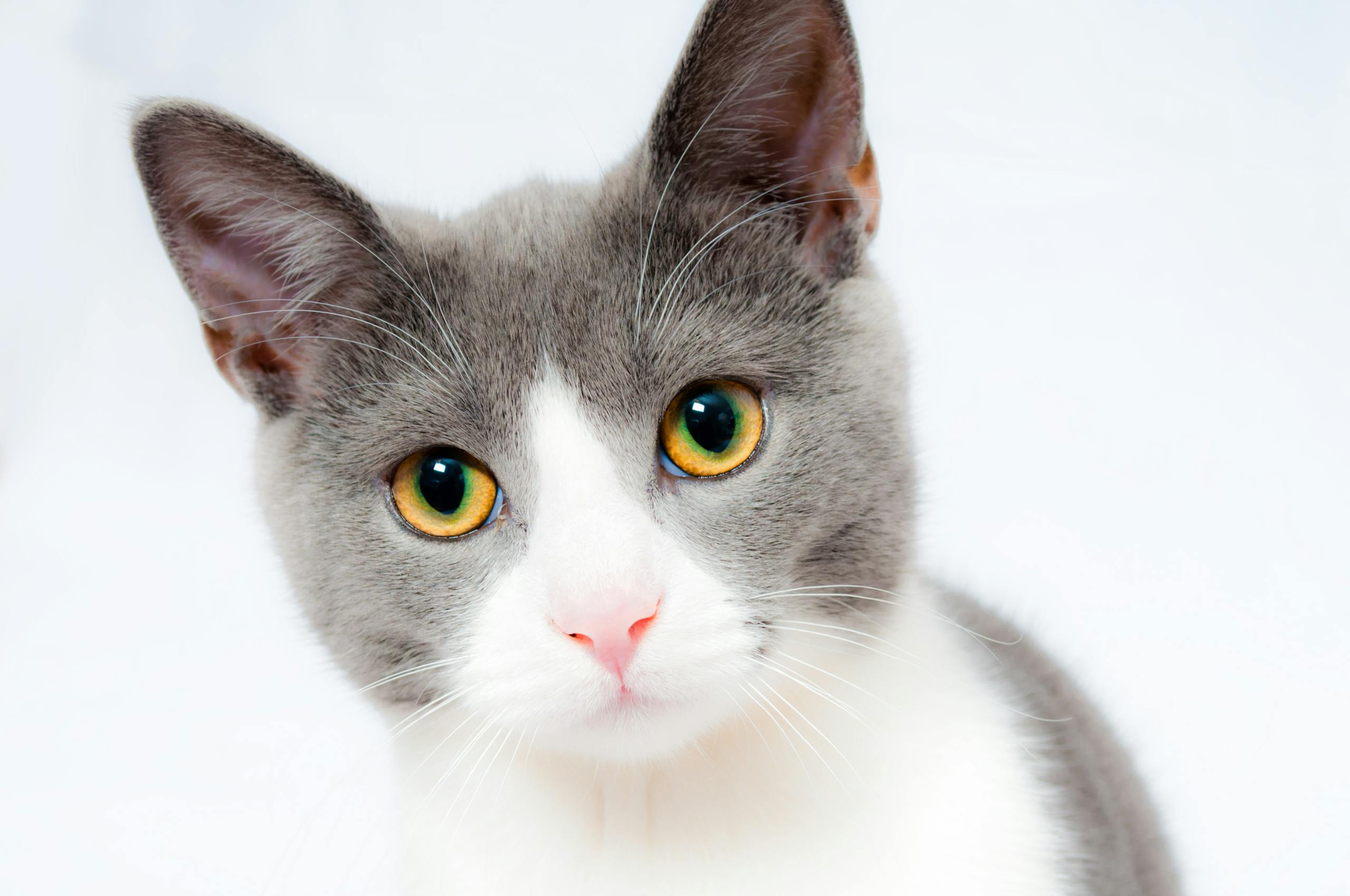 Adorable gata gris y blanco con llamativos ojos amarillos